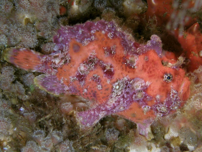 Island Frogfish